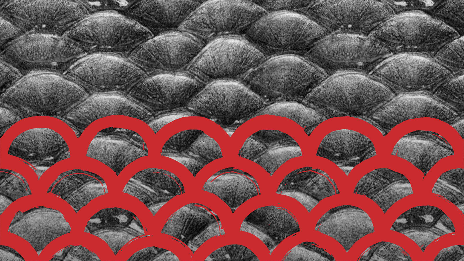 探鱼·炭火烤鱼